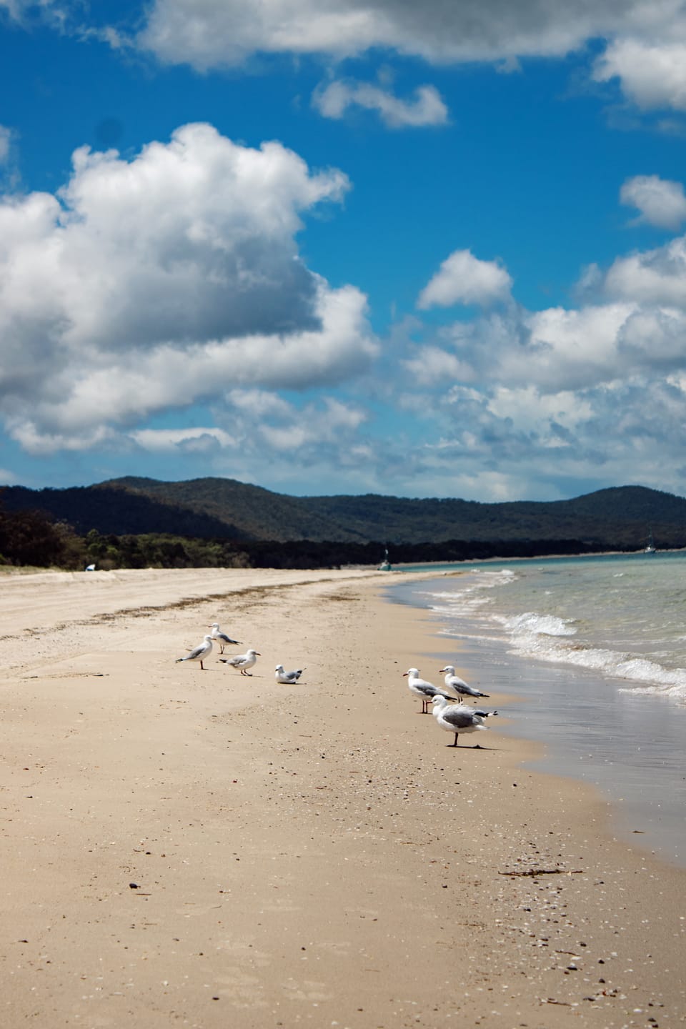 Silver gulls standing on wet sand along a long curving beach, with forested hills and cumulus clouds behind