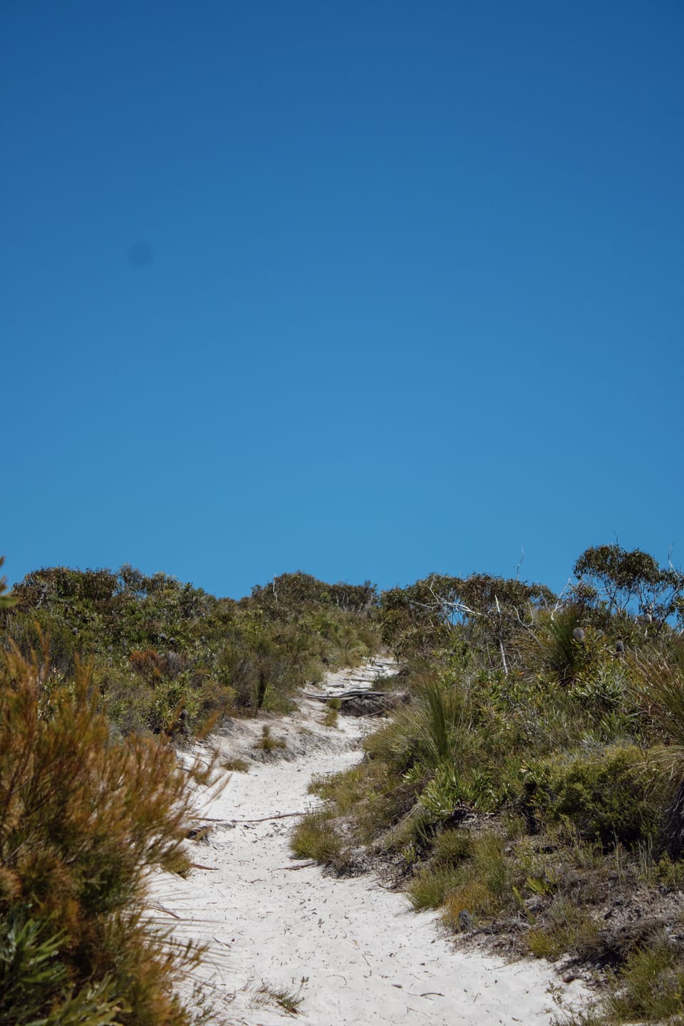 A narrow white-sand track climbing through heath and grass trees toward a ridge of eucalypts under a clear sky