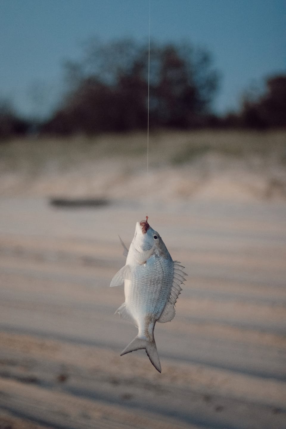 A small silver bream hanging from a fishing line against a blurred sandy beach and dark treeline at dusk