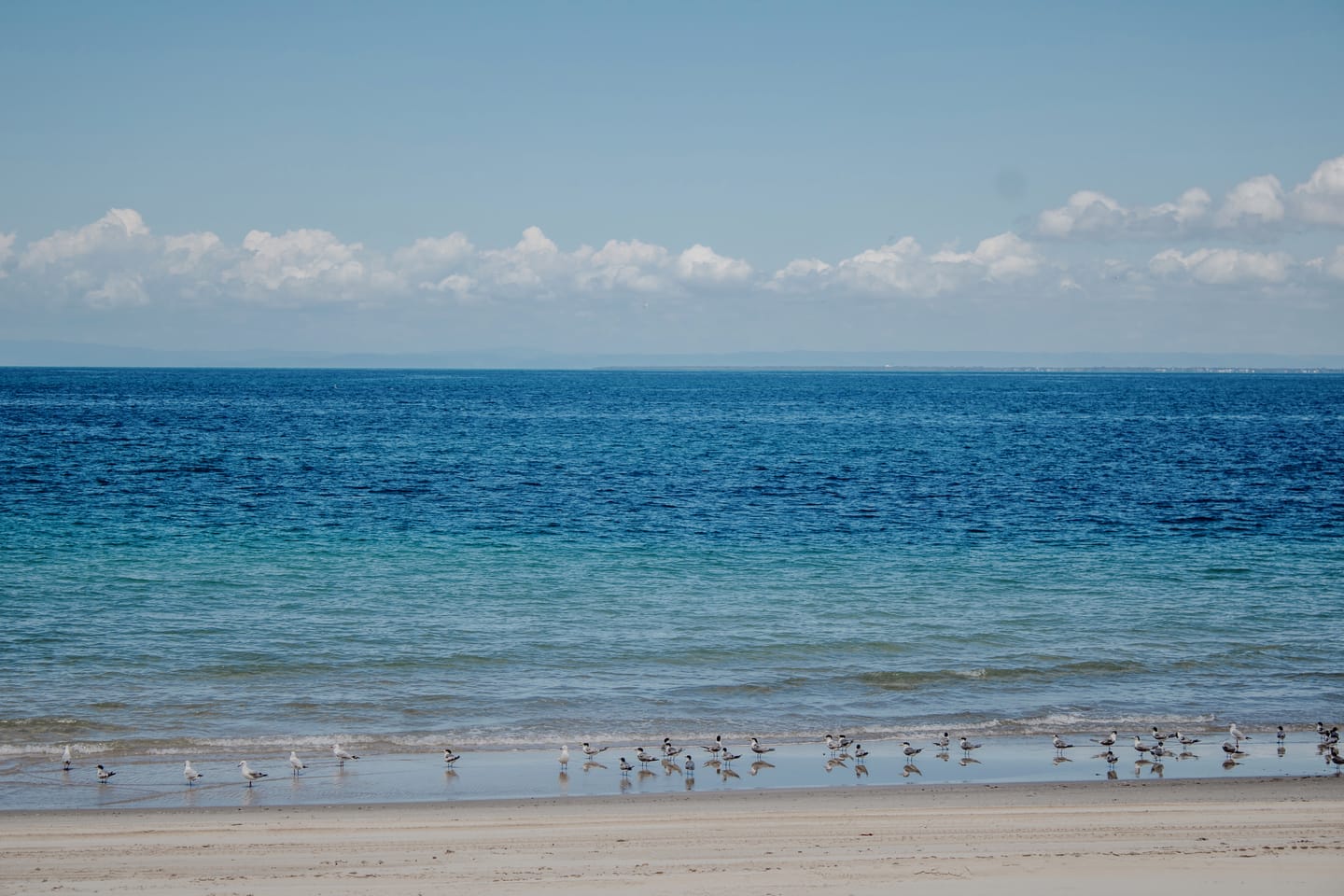 A flock of terns and gulls resting at the waterline of a pale sandy beach, with deep blue water to the horizon